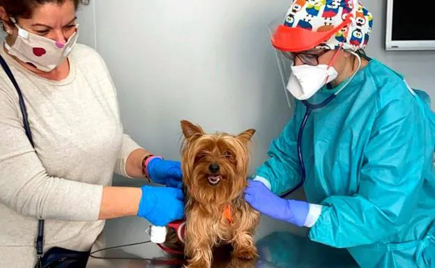 El Hospital Veterinario SOS Animal Permanece Abierto 24 Horas Durante ...